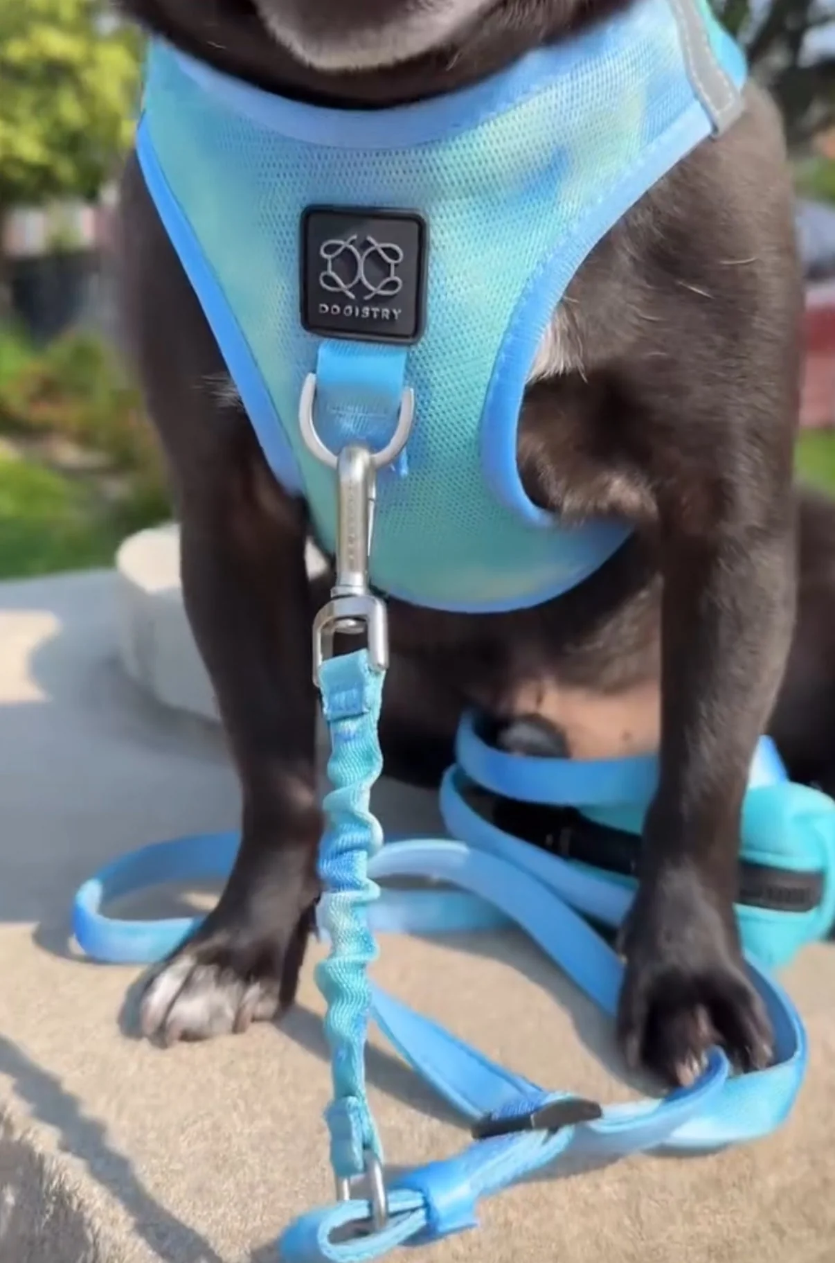 3-in-1 City Dog Leash - Ocean - Image 2