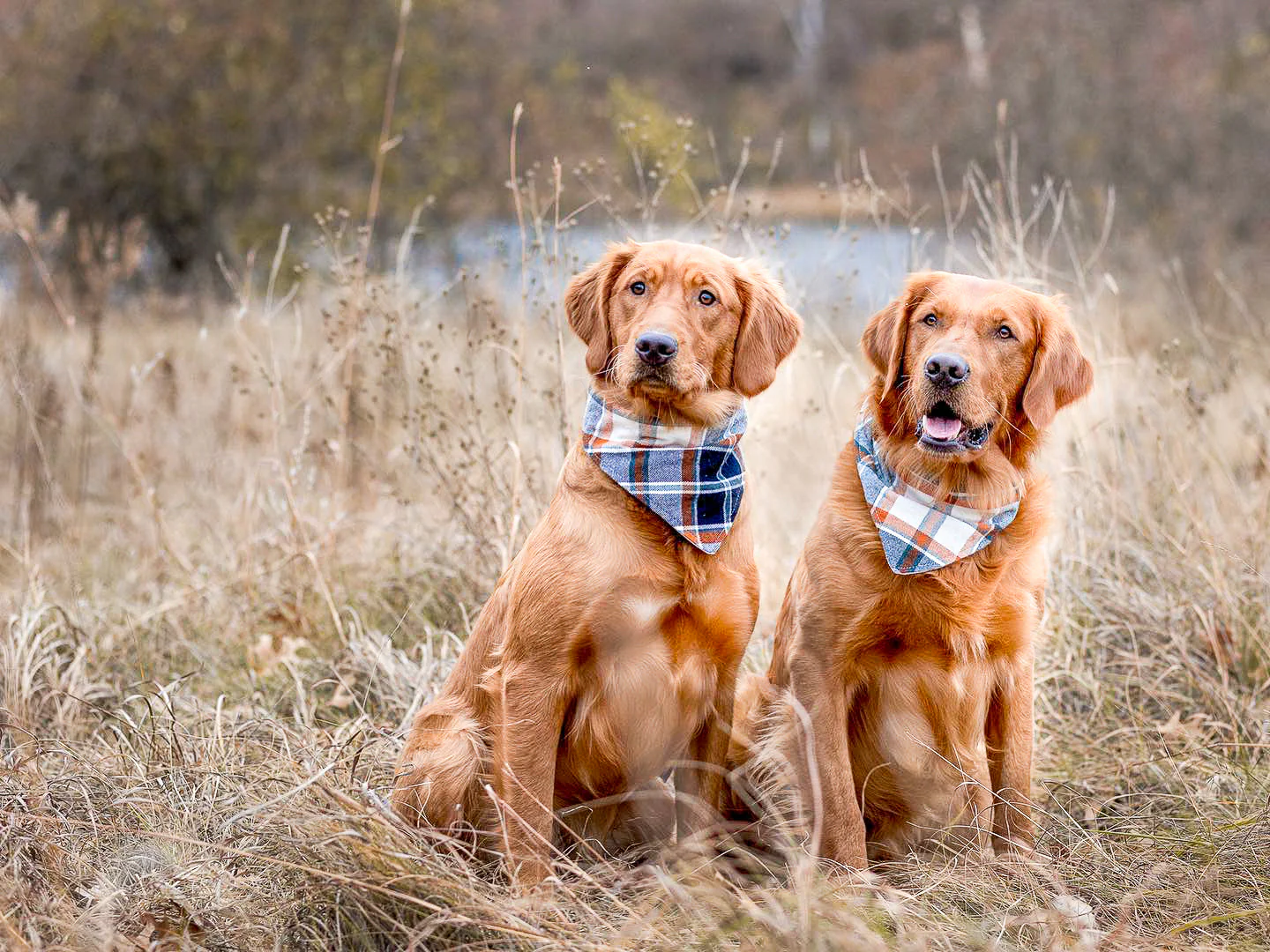 "Big Valentine Hearts" Dog Bandana - Image 5