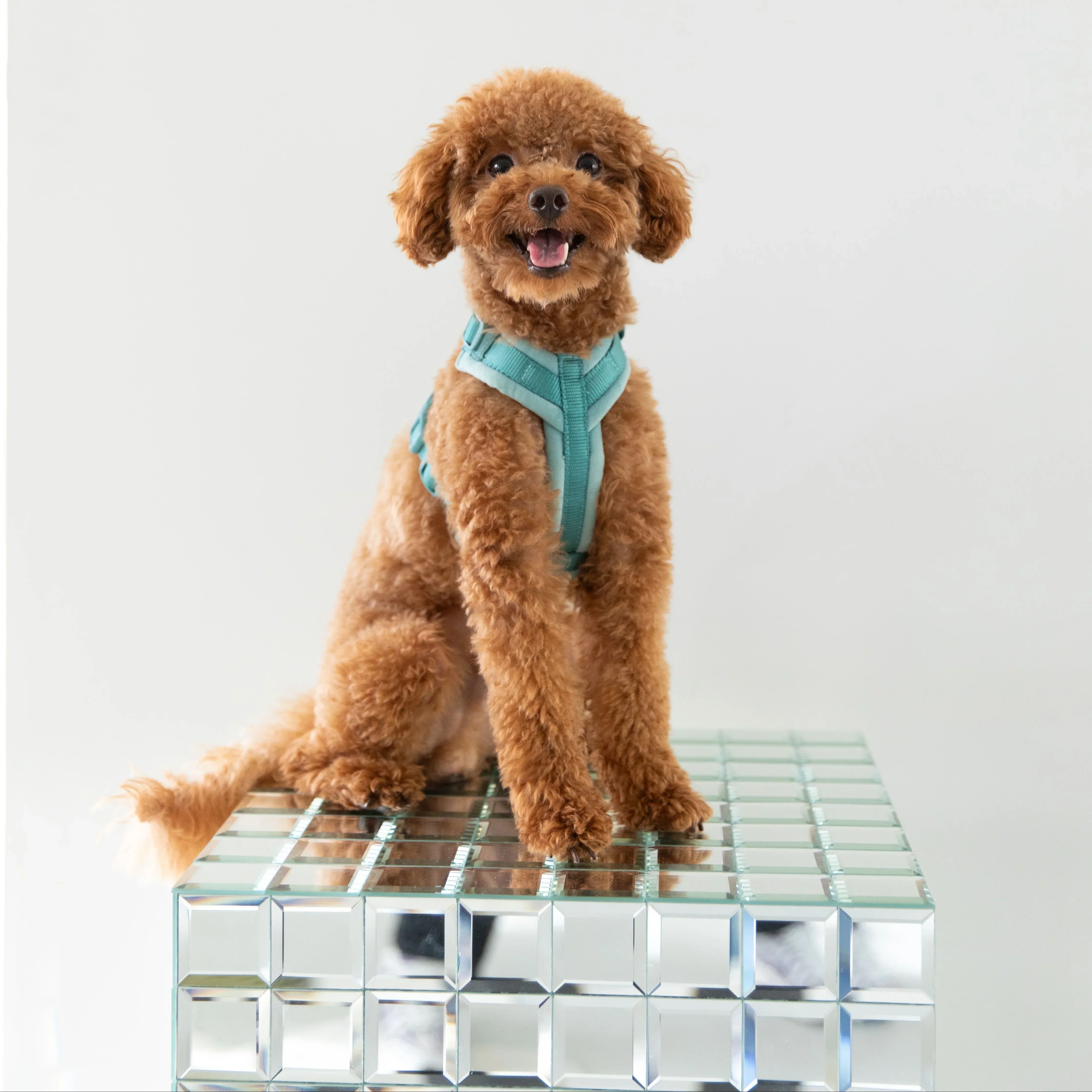 Blue - Velvet Dog Harness - Image 3