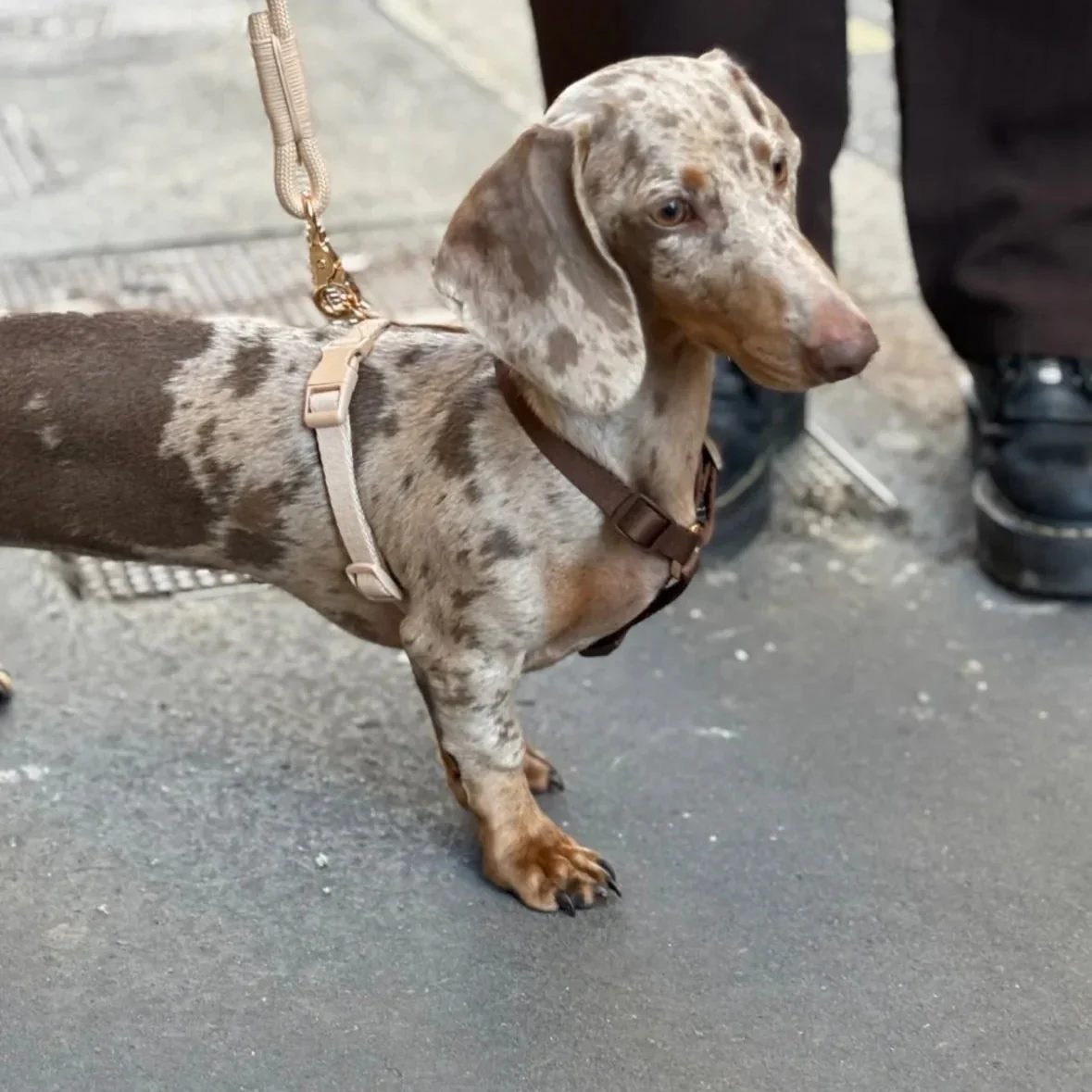 Brown and Tan - Dog Harness - Image 3