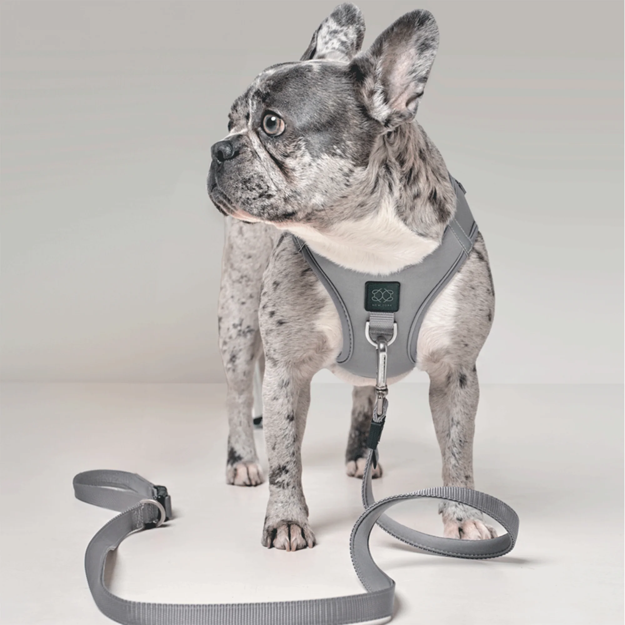 3-in-1 City Dog Leash - Steel - Image 2