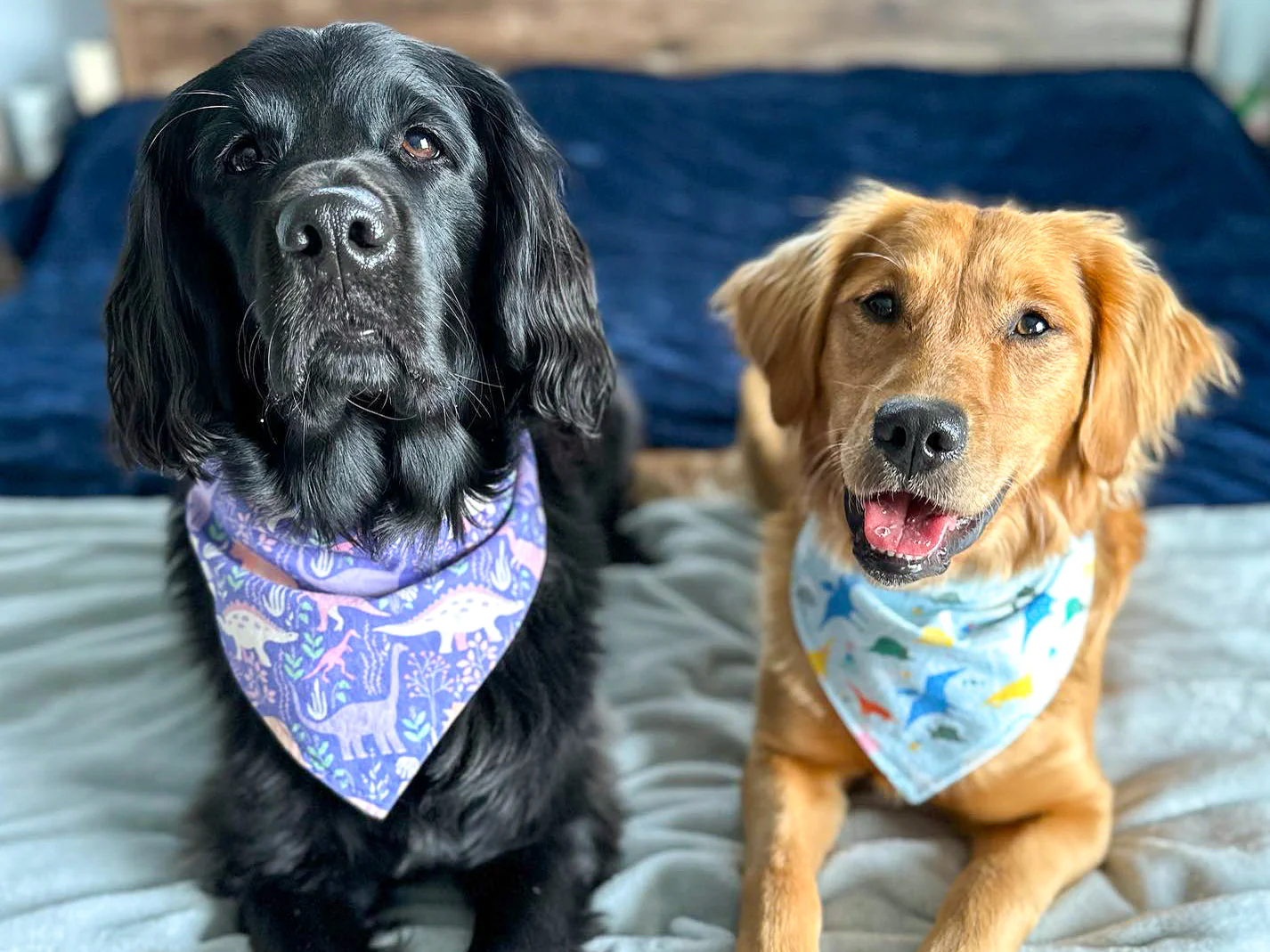 "Conversation Hearts on Pink" Dog Bandana - Image 4