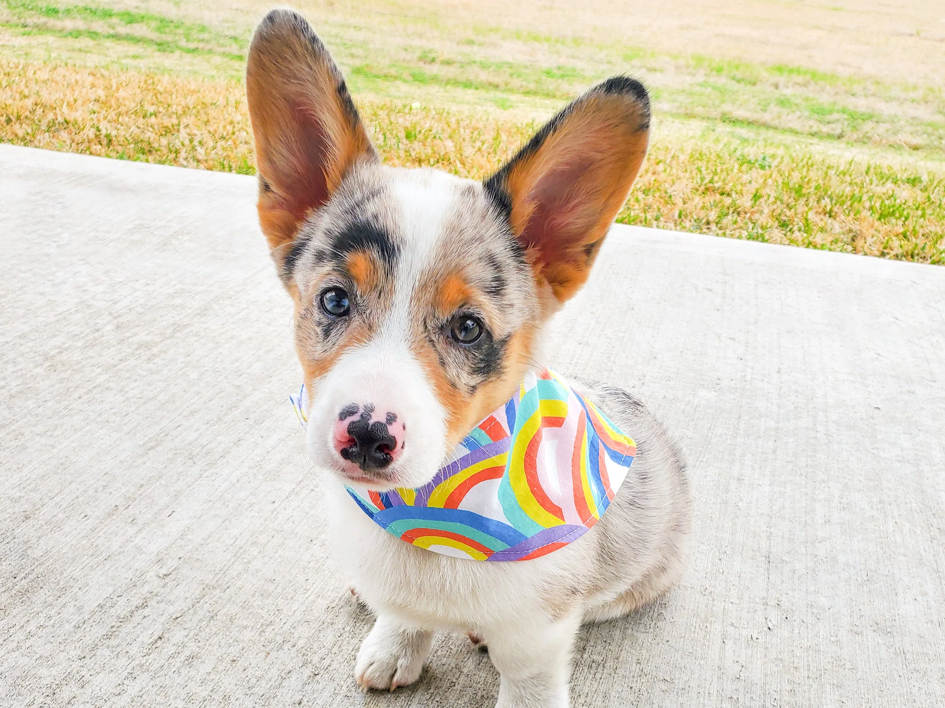 "Conversation Hearts on Pink" Dog Bandana - Image 8