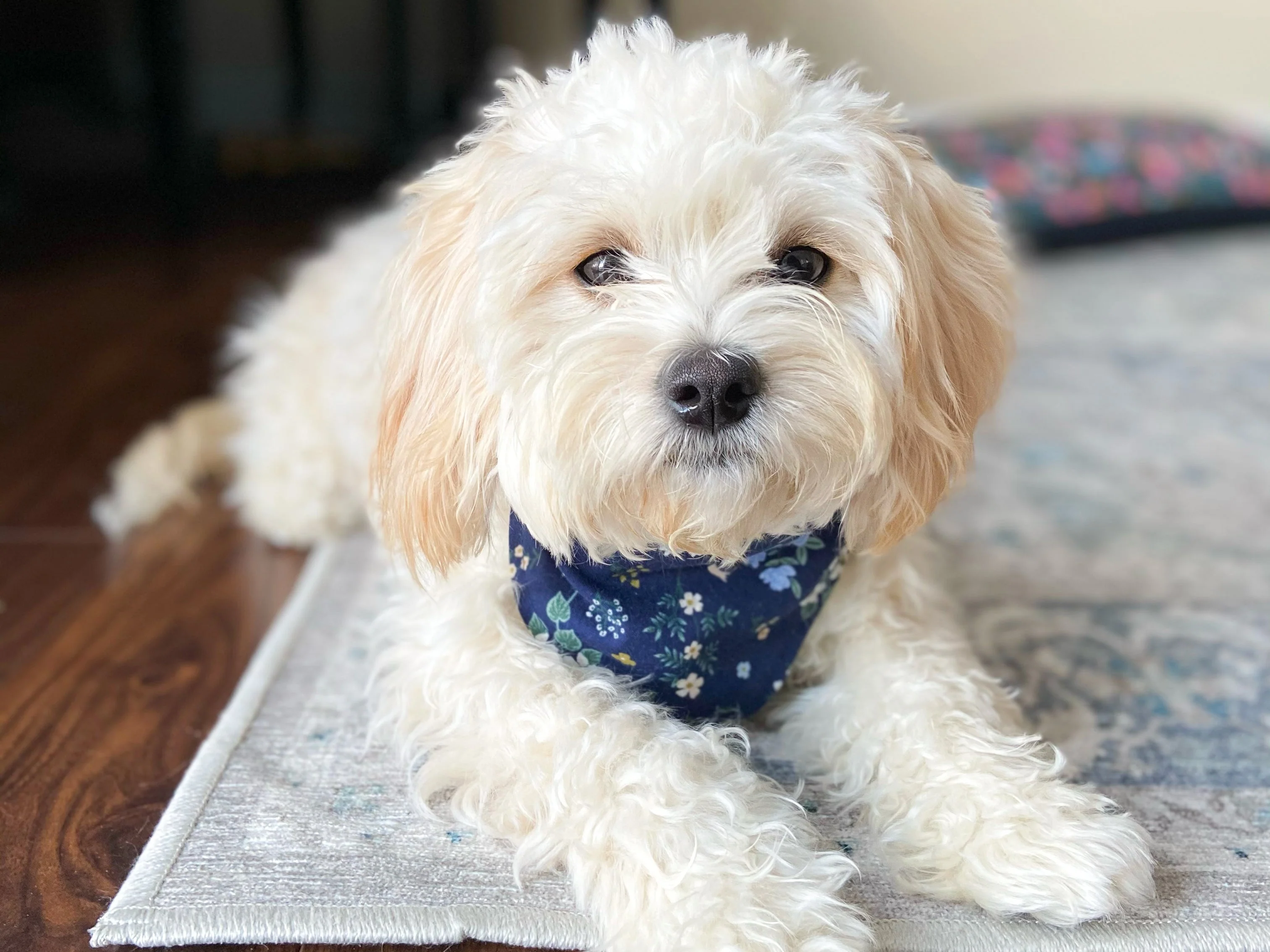 "Daddy's Girl" Dog Bandana - Image 6