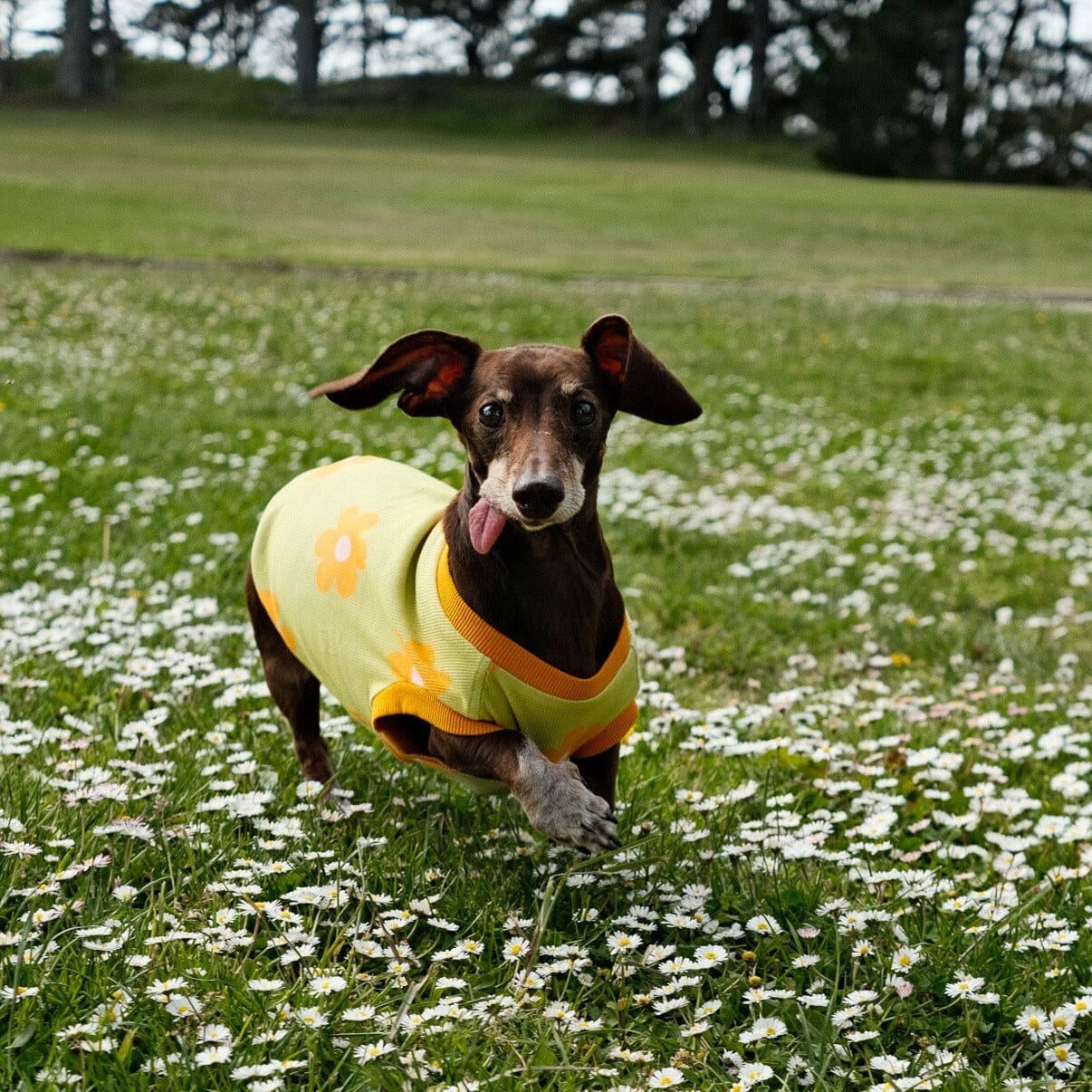 Flower Power Dog T-shirt