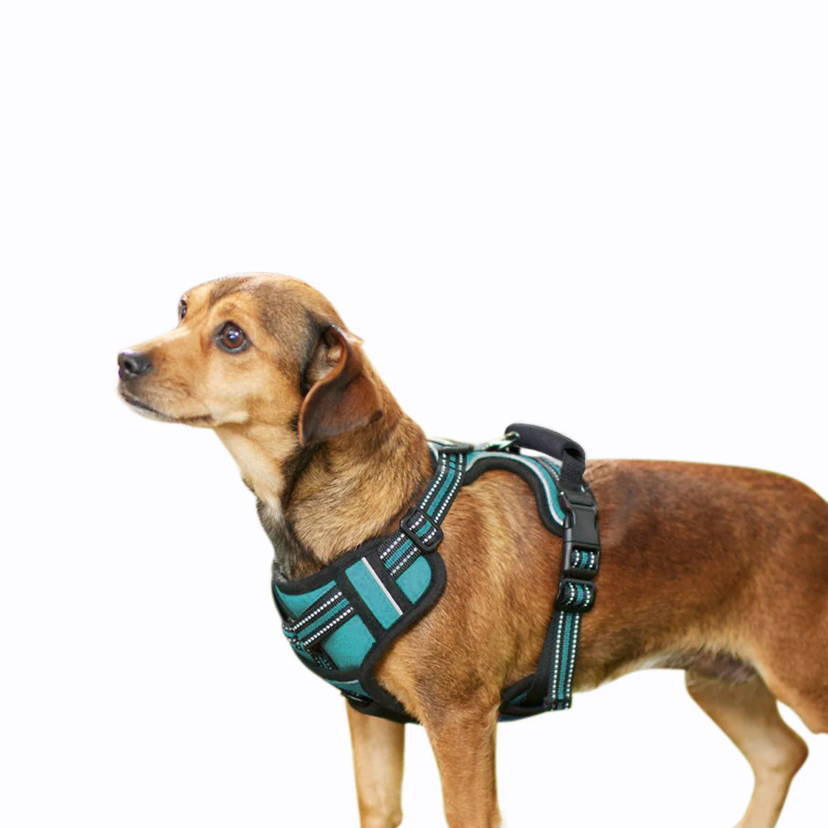 GOOPAWS Padded Reflective Pet Dog Harness, Lightweight Ripstop, Blue - Image 11
