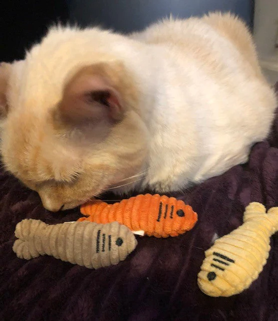 HuggleKats® Sardinies Cat Toys, 3 Pack - Image 9