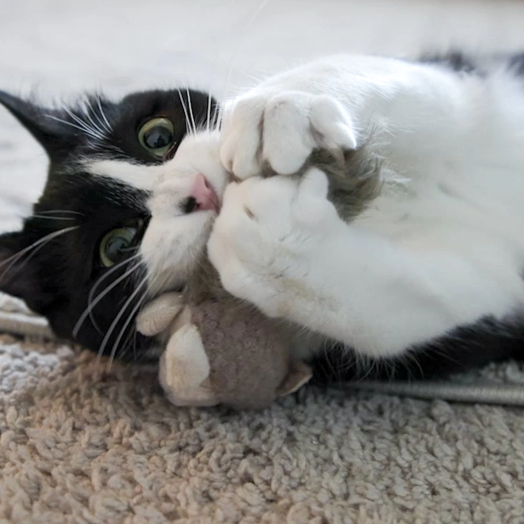 HuggleKatsÂŽ Wee Fellar Squirrelie Cat Toy - Image 7