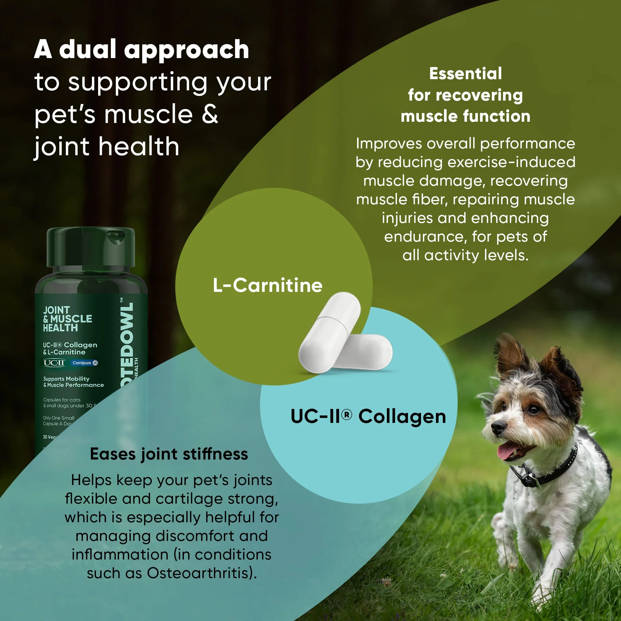 Joint & Muscle Health (Medium & Large Dogs) - Image 18