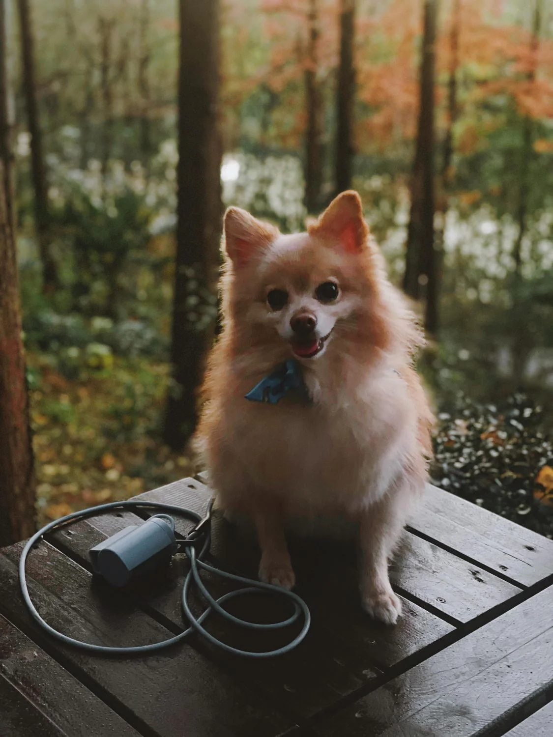 Magic Leash® - Image 16