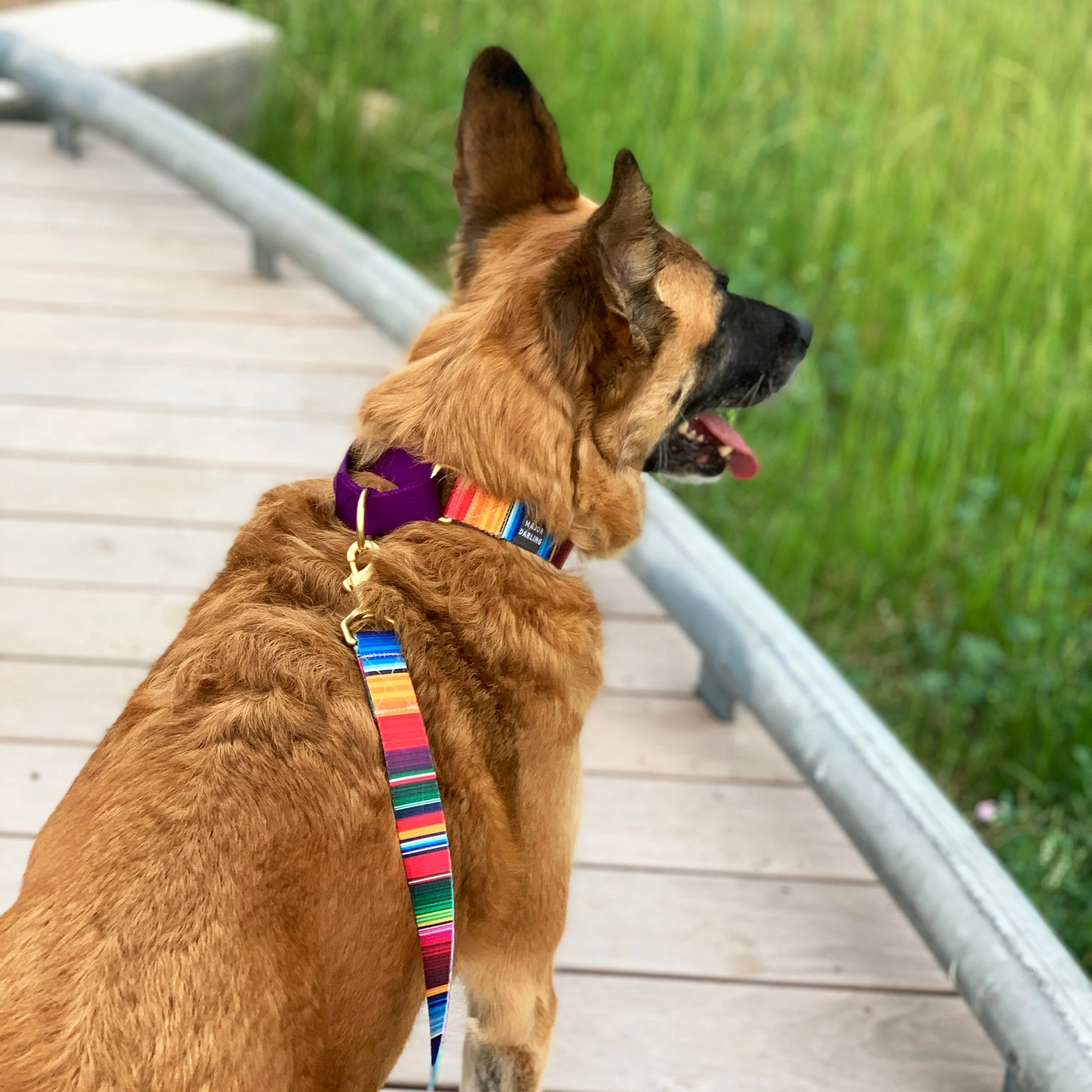 martingale collar / serape + navy - Image 6