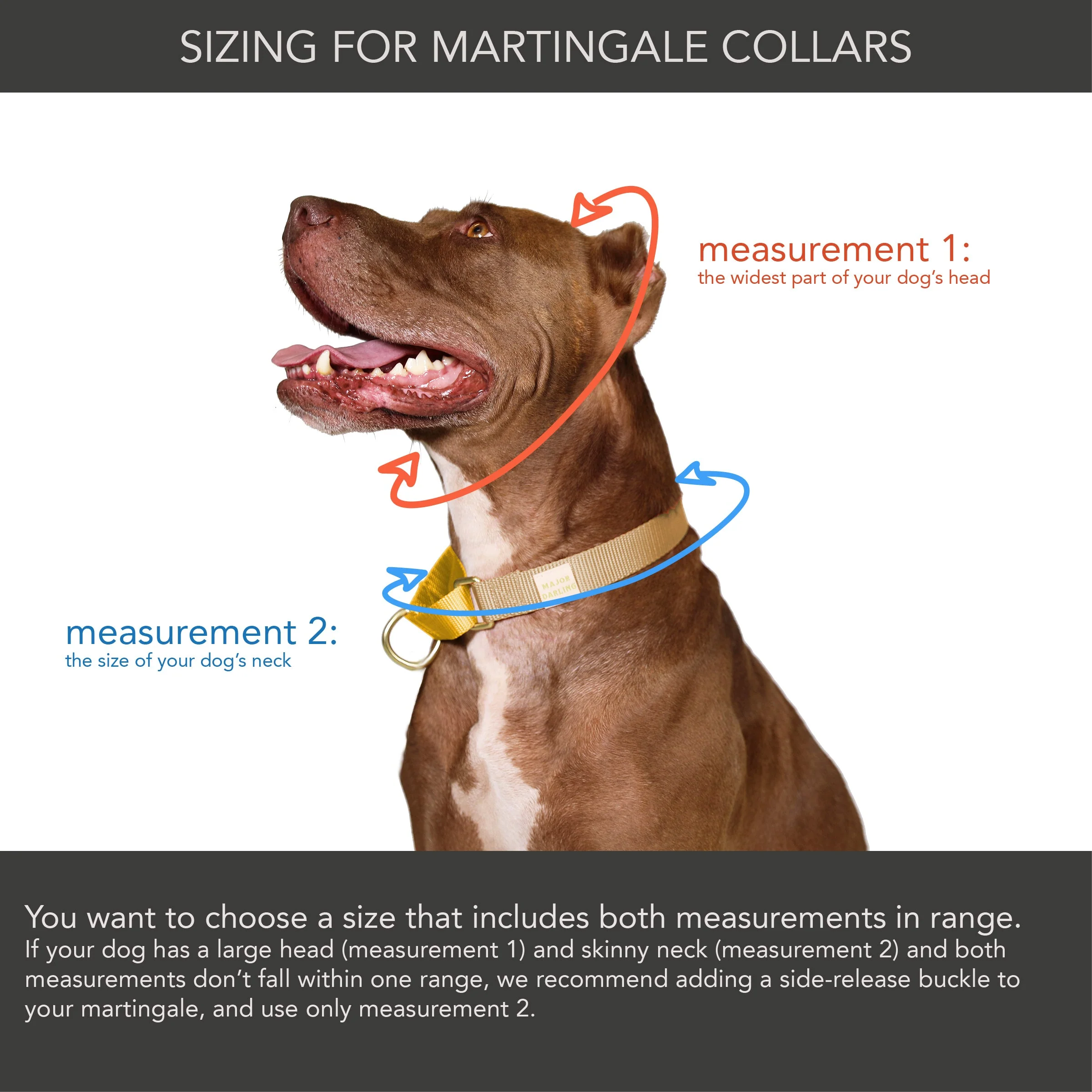 martingale collar / violet + teal - Image 4