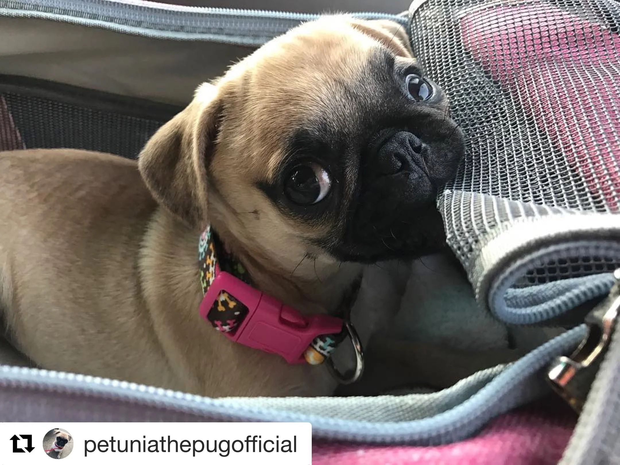 Mr. Peanut's Gold Series Standard Size Airline Compliant Pet Carrier - Image 21