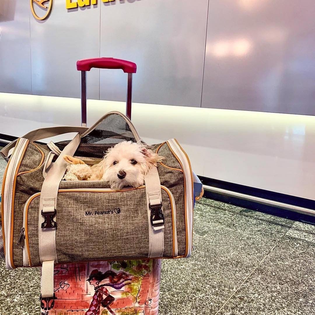 Mr. Peanut's Platinum Series Expandable Pet Carrier - Image 14