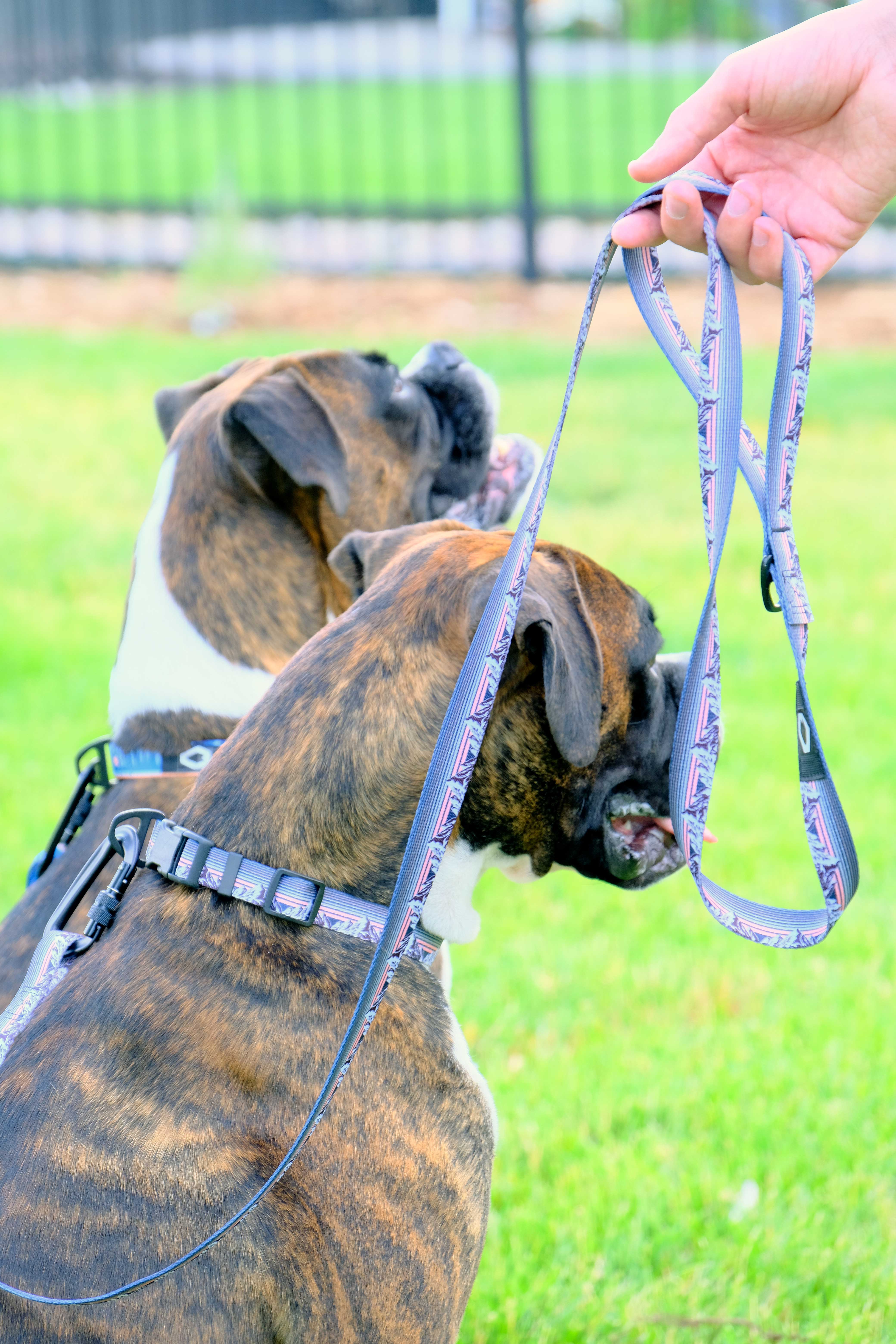 Outdoor Style Collar and Leash SET - Image 5