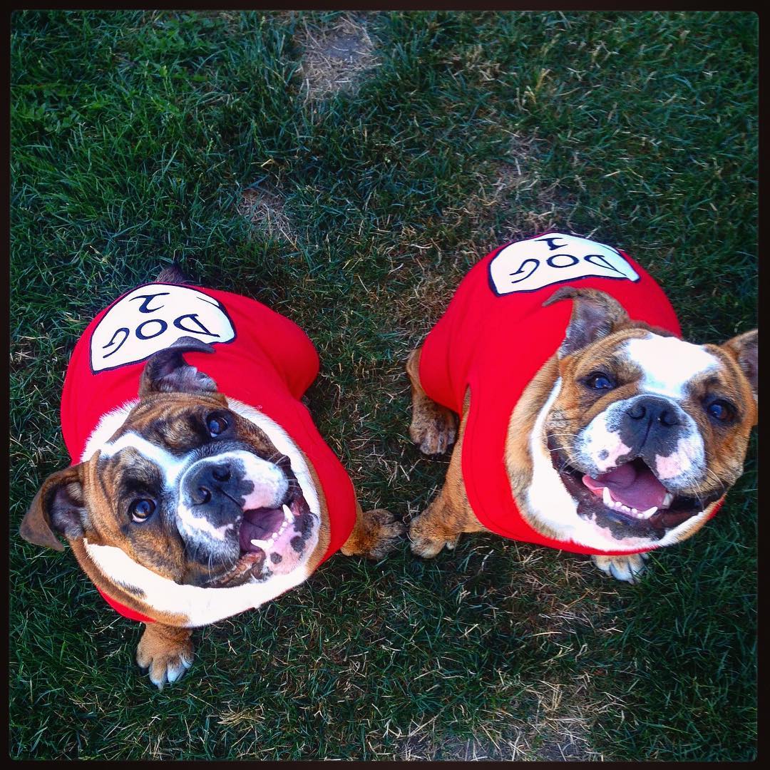 Parisian Pet 'Dog 2' Funny Slogan Dog Shirt – Playful Embroidered Pet Apparel for Dogs & Cats, Red - Image 8