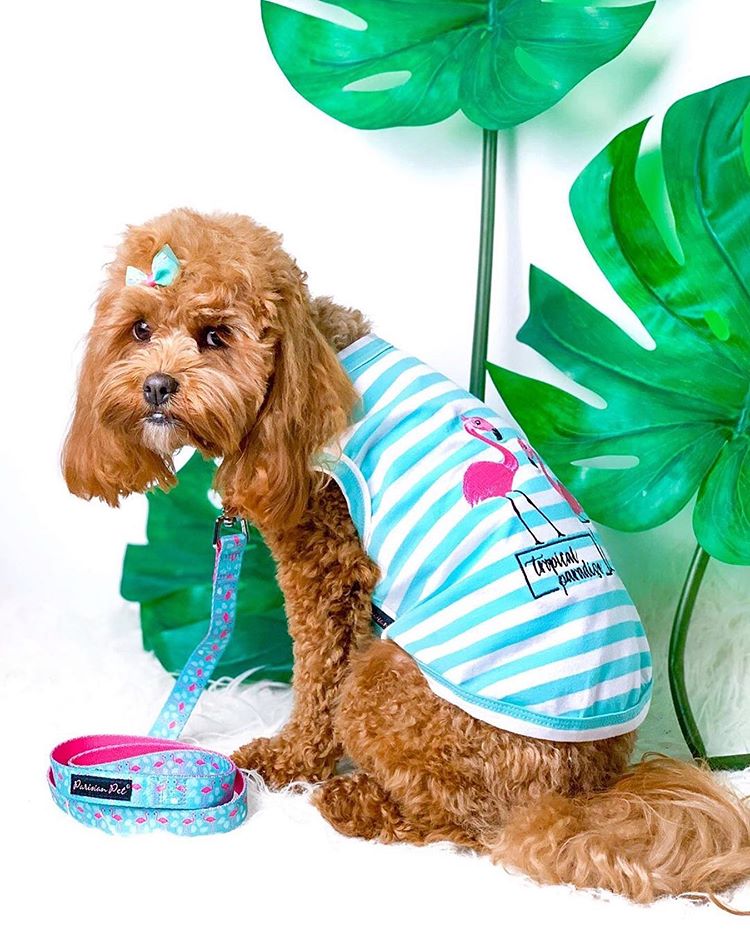 Parisian Pet 'Flamingos' Dog Shirt – Lightweight & Breathable Summer Outfit for Small Dogs & Cats, Light Blue and White Stripes - Image 5