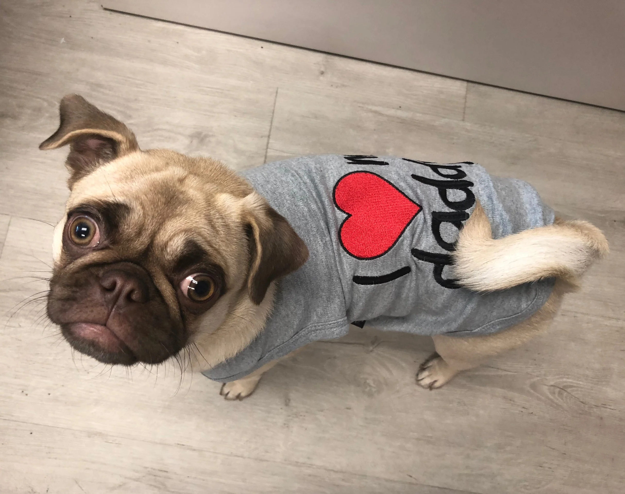 Parisian Pet 'I Love Daddy®' Lightweight Pet T-Shirt – Stylish Dog Clothing for Small Dogs & Cats, Gray - Image 3