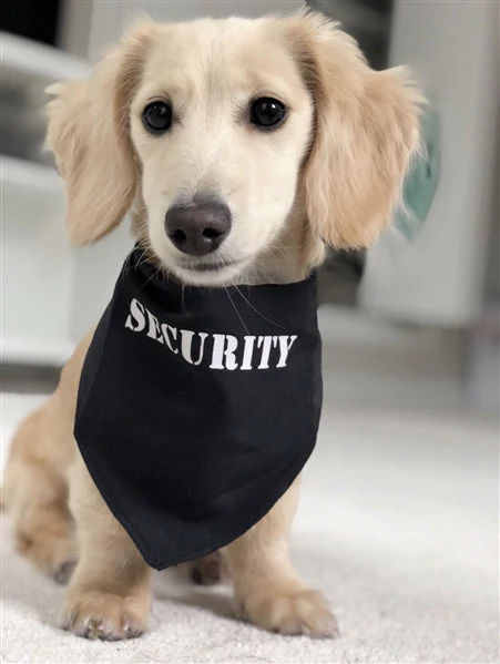 Parisian Pet 'Security®' Bandana - Comfortable, Fashionable Black Pet Bandana for Dogs & Cats, Trendy and Durable Pet Accessory - Image 2