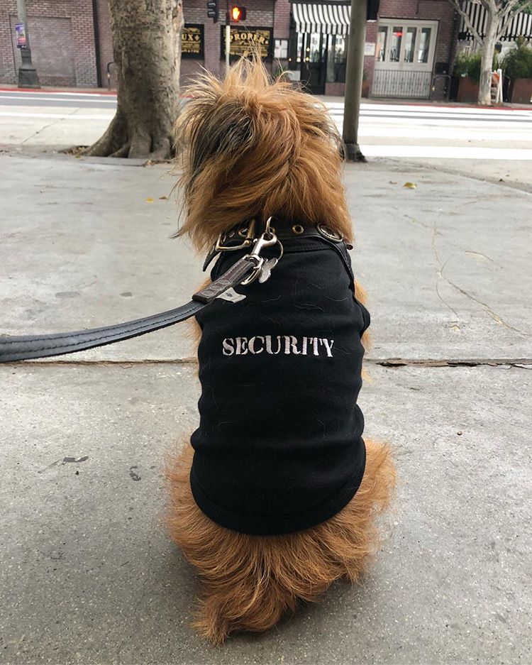 Parisian Pet 'Security®' Embroidered Dog Shirt – Comfortable Pet Apparel for Dogs & Cats, Black - Image 3