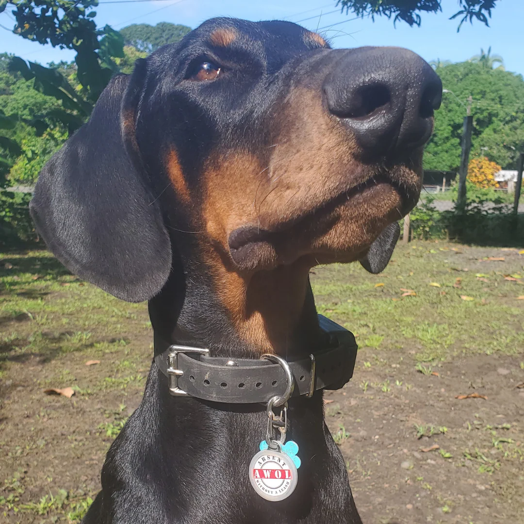 PetHub QR Pet ID Tag โ Absent Without a Leash (AWOL) - Image 3