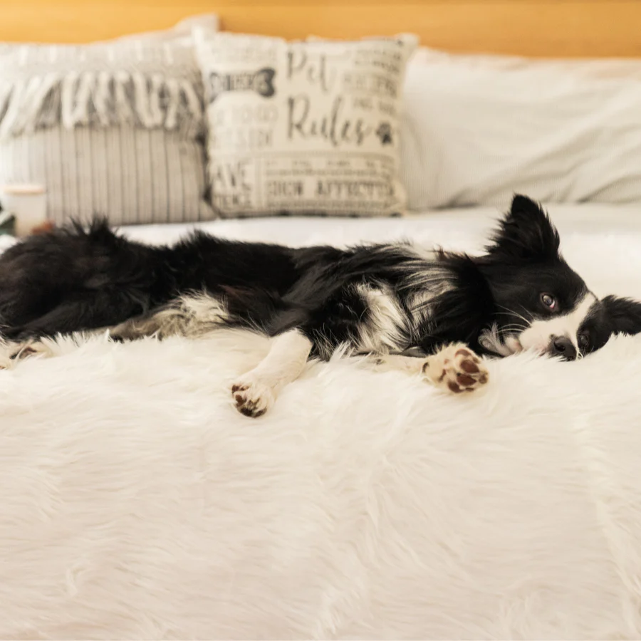 PupProtector⢠Waterproof Throw Blanket - Polar White - Image 10