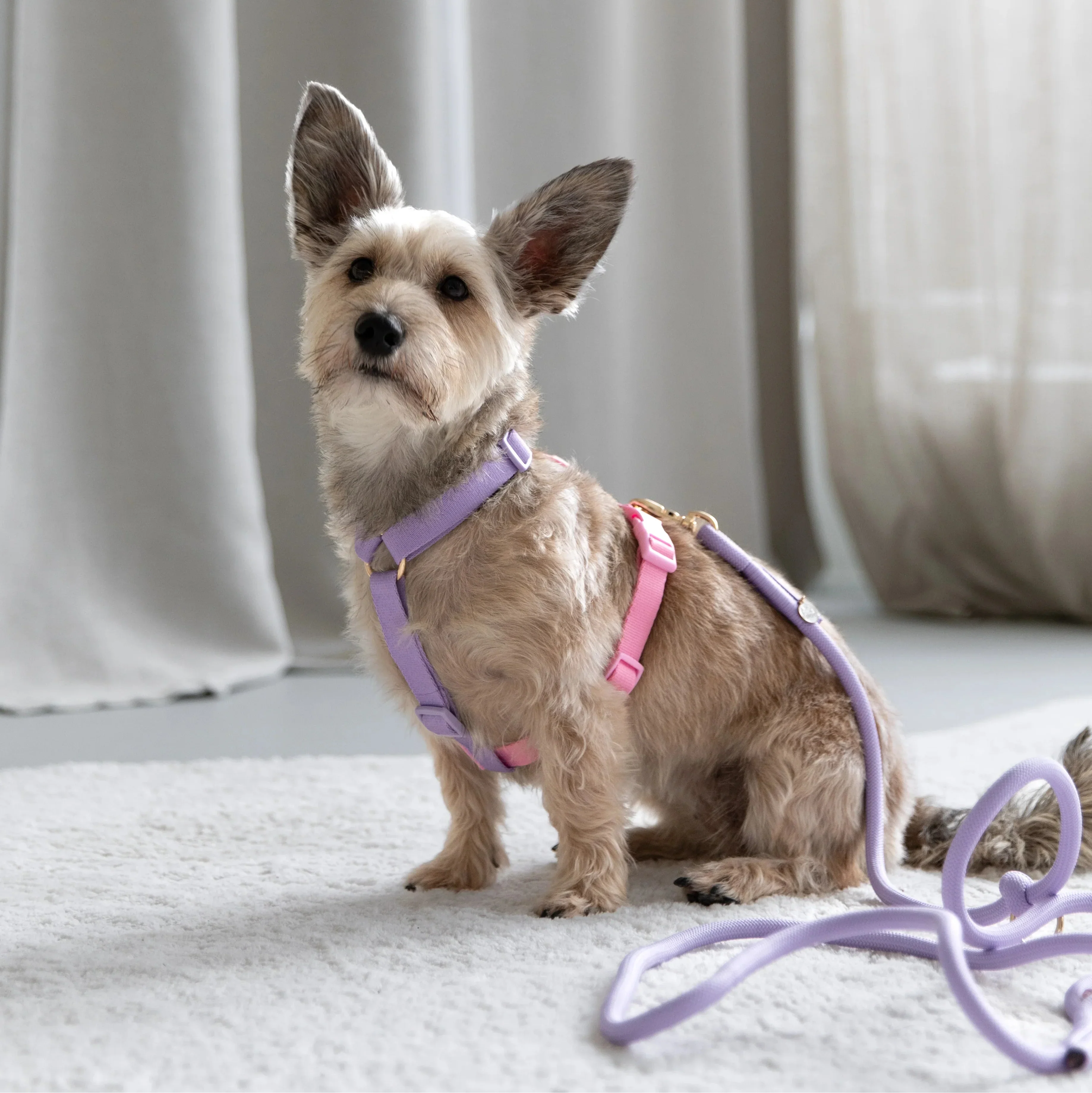 Rainbow - Dog Harness - Image 3