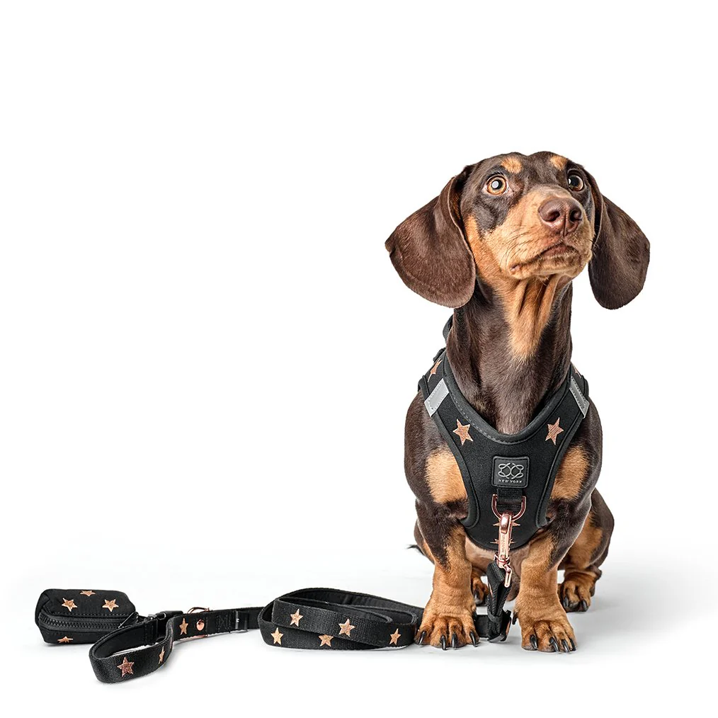 SoHo Dog Harness - Rockstar - Image 3