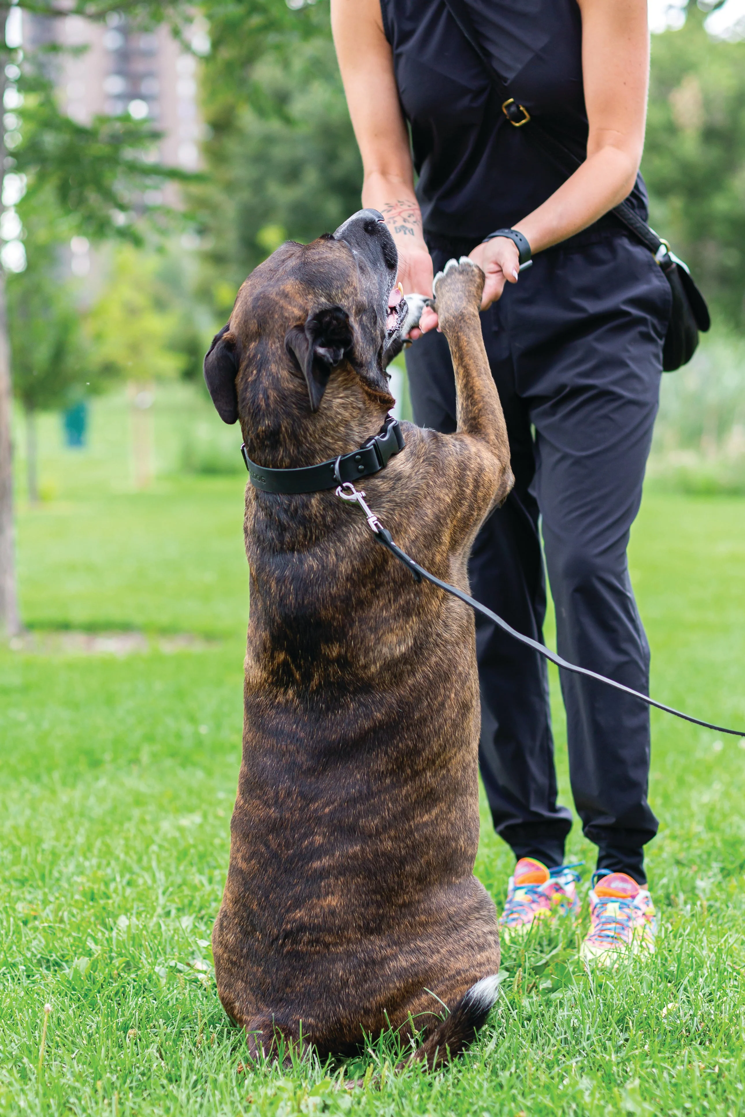 Sport Style Midnight Black Leather Leash - Image 2