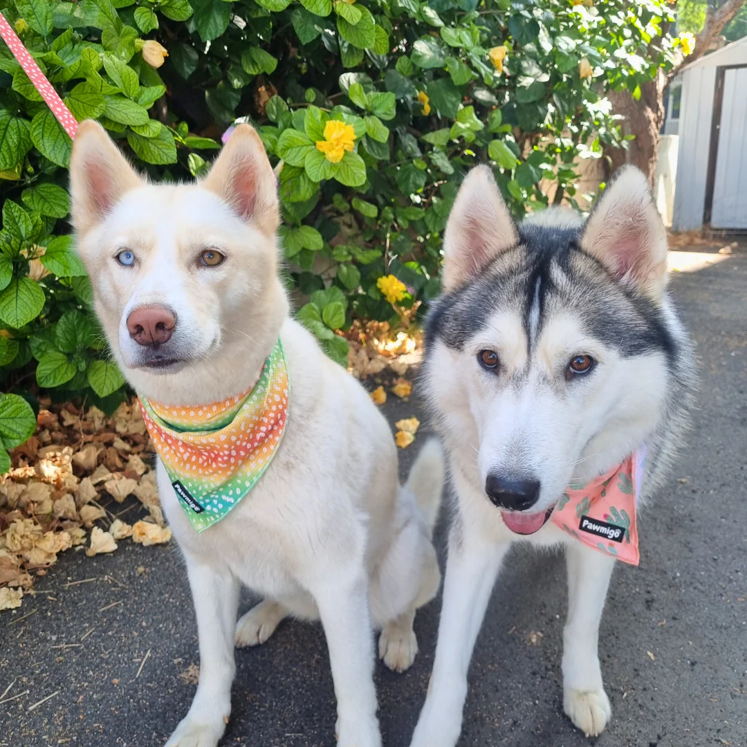 Succa For You Cooling Bandana - Image 3