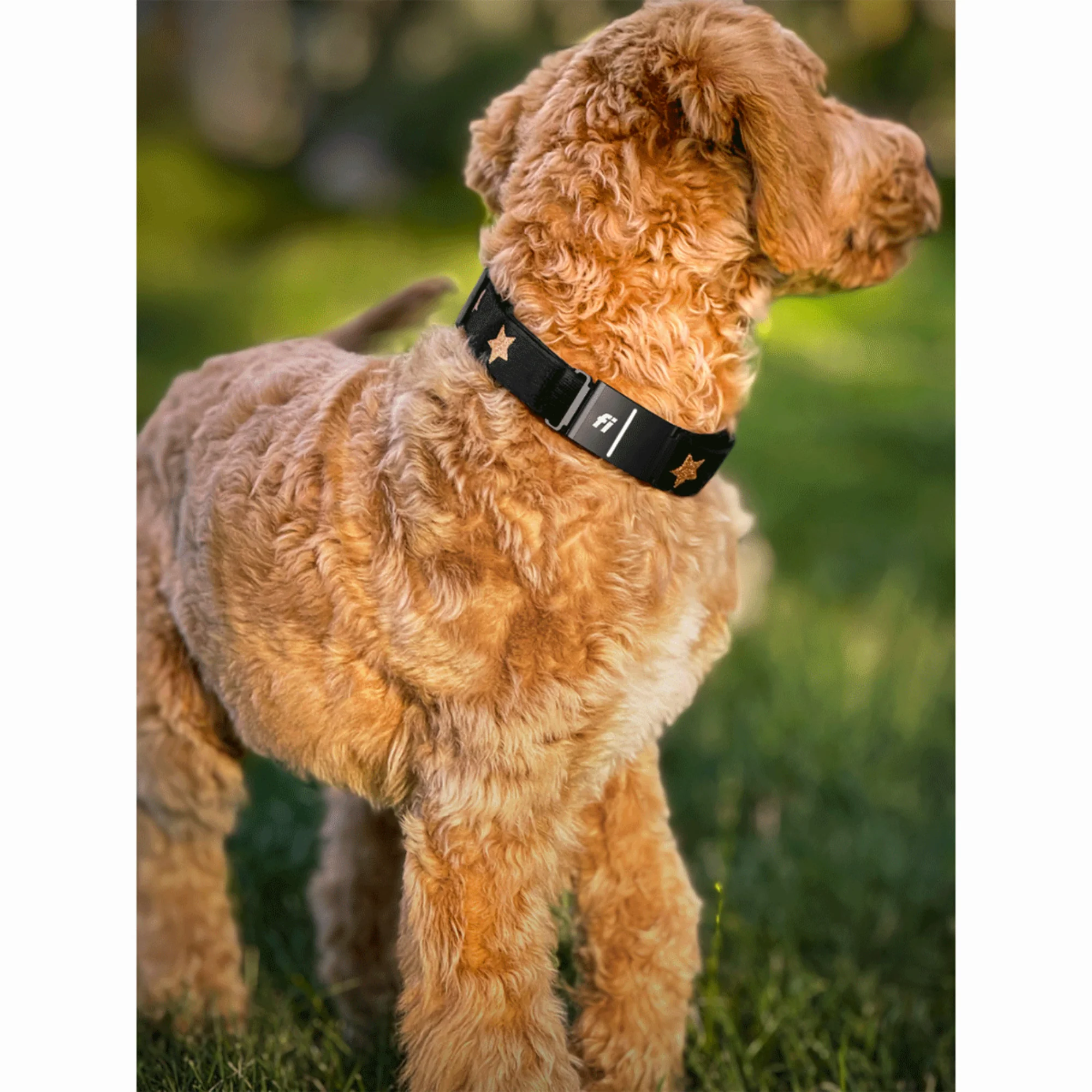 The DOGISTRY x Fi Rockstar 3+ Collar Band - Image 2