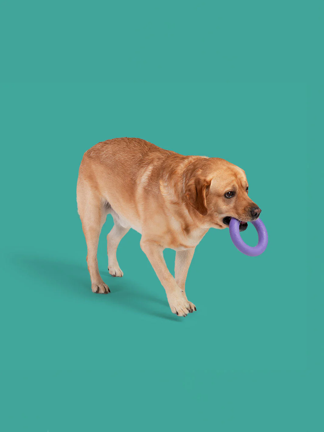 Tug of War Bundle - Image 10
