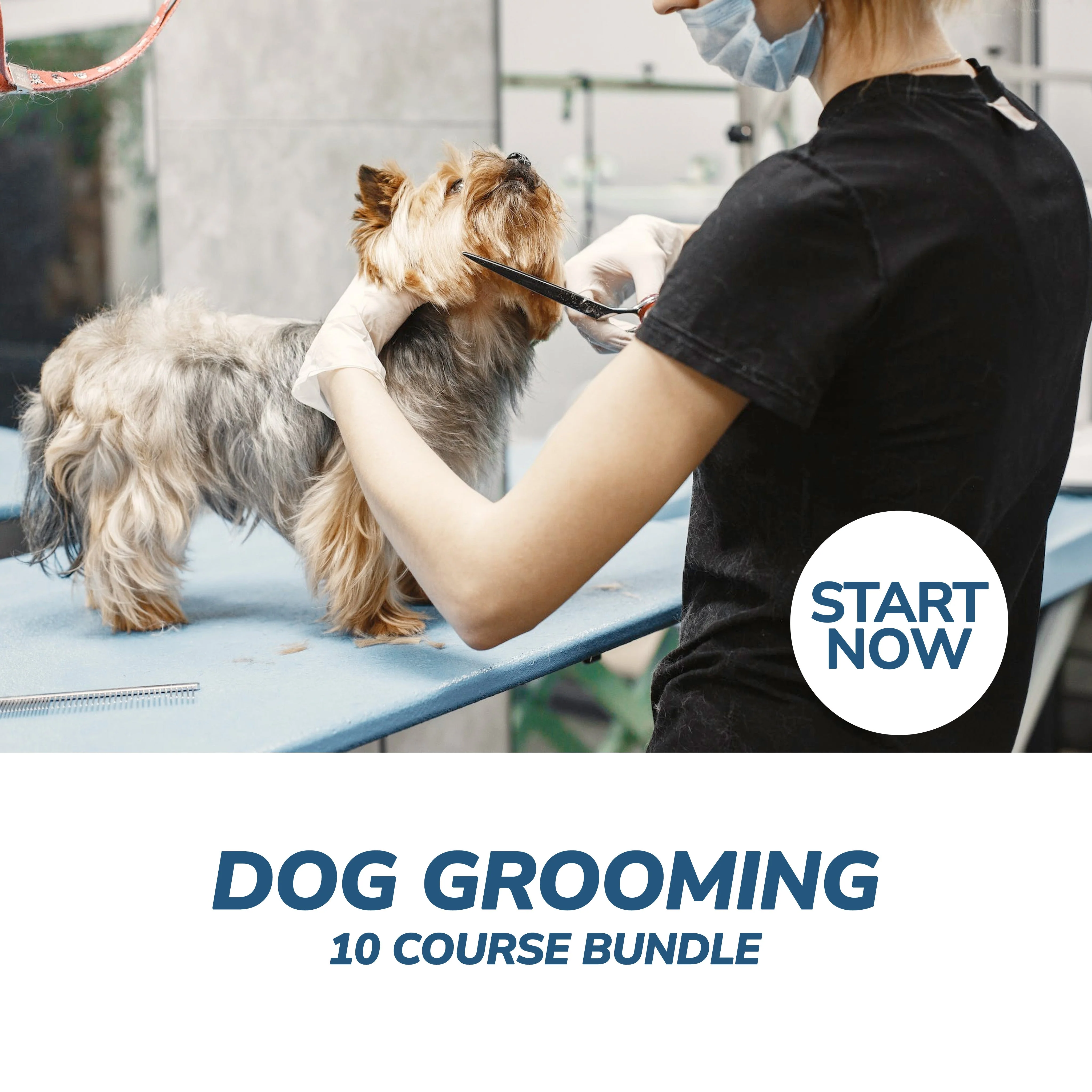 Ultimate Dog Grooming Online Bundle, 10 Certificate Courses